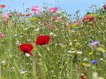 FZ030487 Wild flowers in Barry.jpg